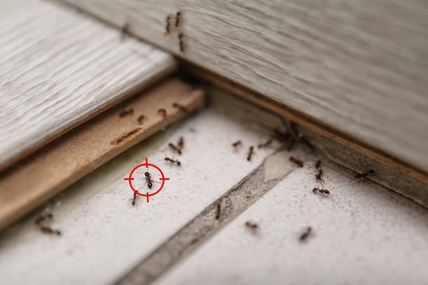 Pest Prevention Services in Pleasanton, KS