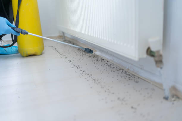 Wasp Removal Services in Pleasanton, KS